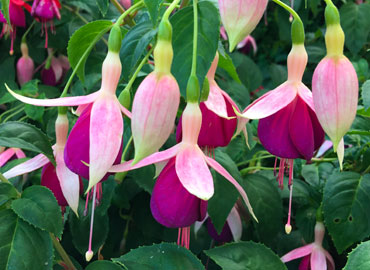 hiver derrière la mairie